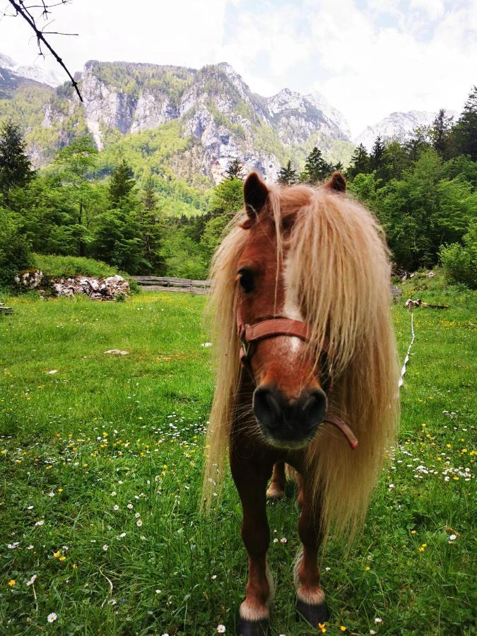 Skalca Βίλα Kamniska Bistrica Εξωτερικό φωτογραφία